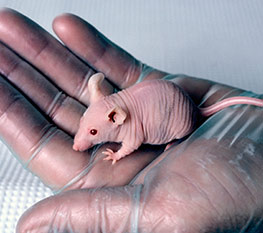 Nude Mice Rat Species